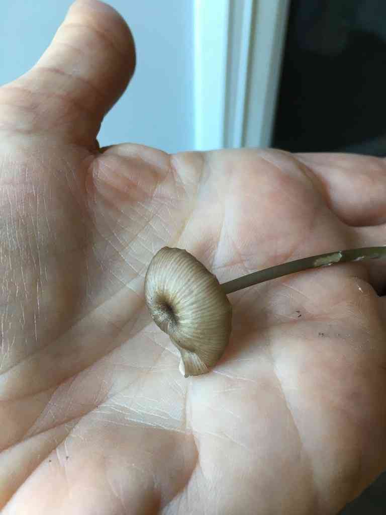 Entoloma lividocyanulum (Entoloma lividocyanulum) thumbnail 3
