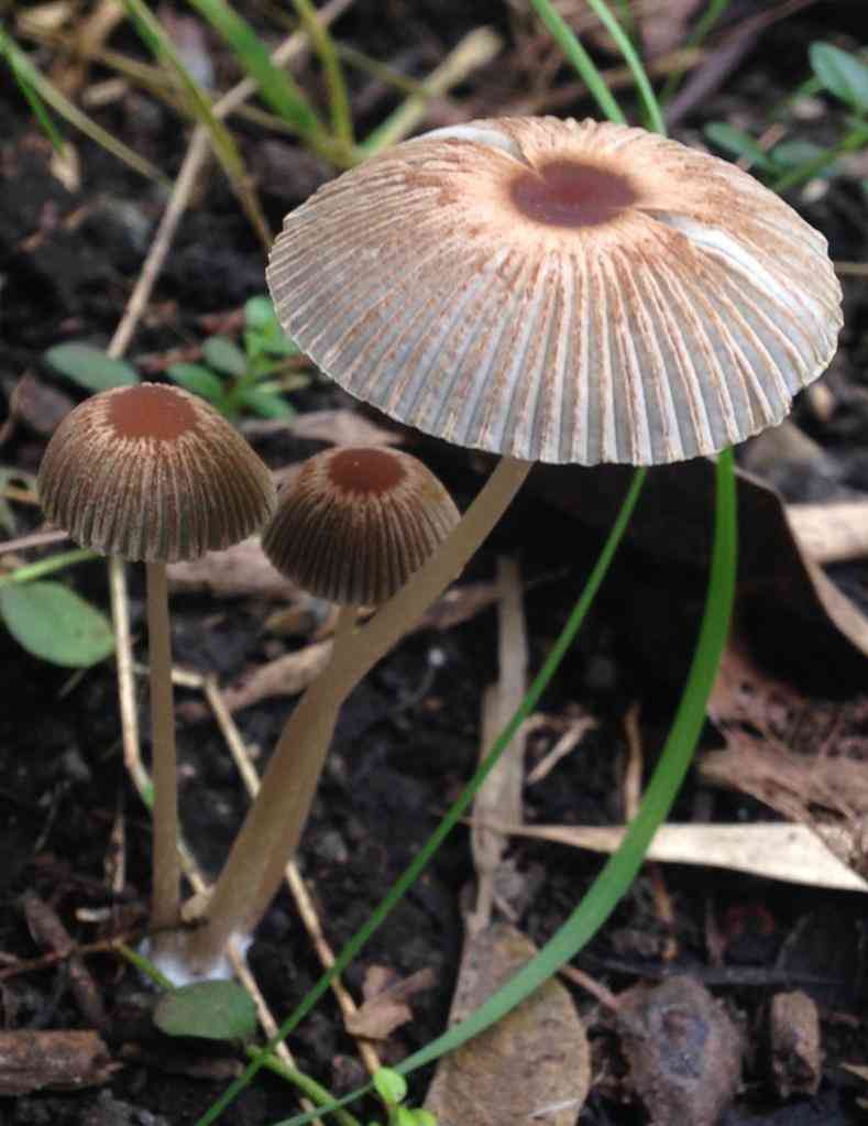 Goldenhaired inkcap