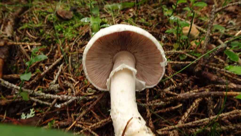 Agaricus altipes (Agaricus altipes) thumbnail 1