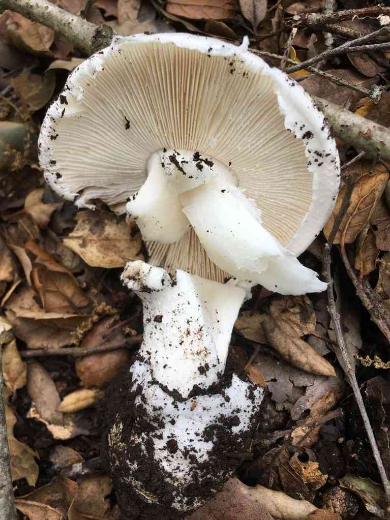 Death angel (Amanita ocreata) thumbnail 2