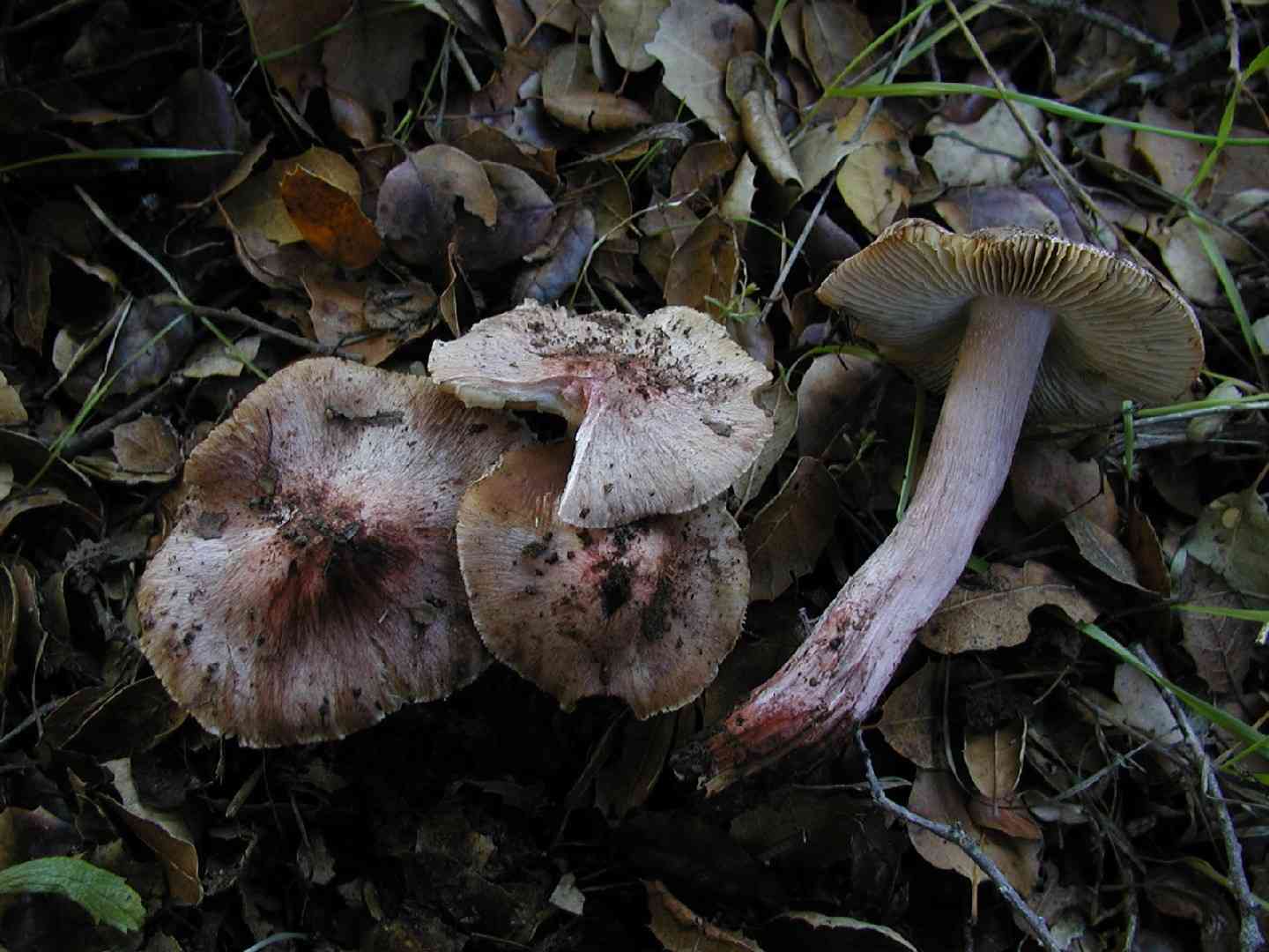 Inocybe adaequata (Inocybe adaequata) thumbnail 3
