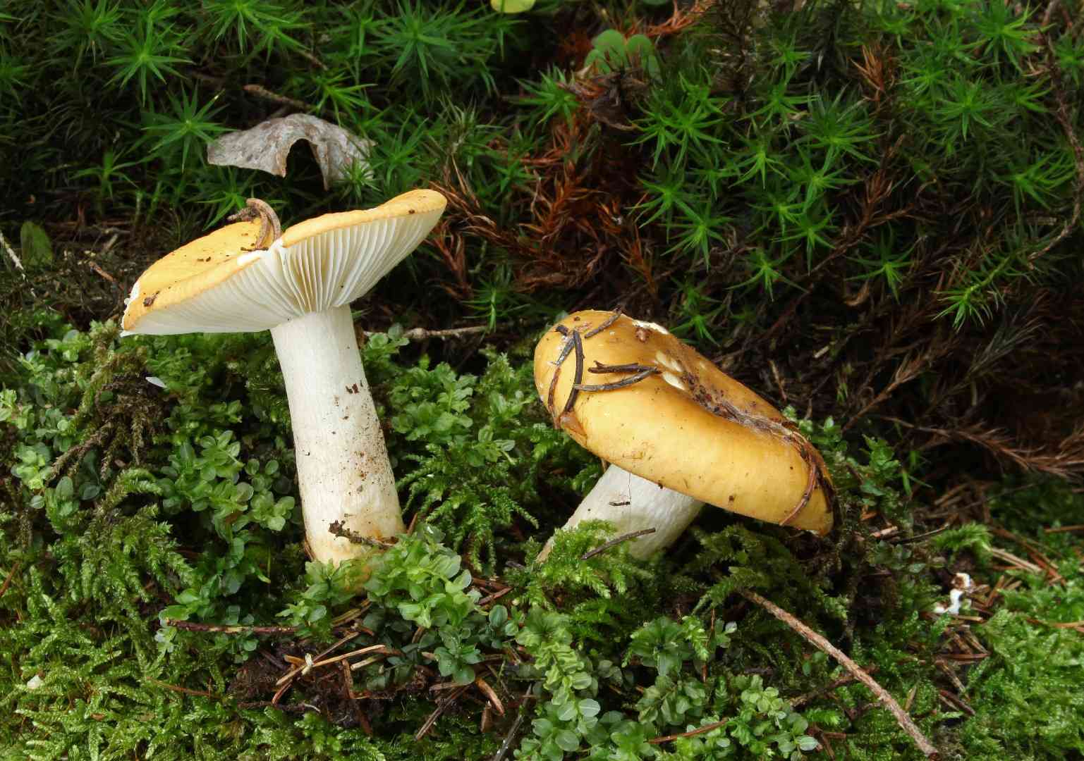 Ochre brittlegill (Russula ochroleuca) thumbnail 3