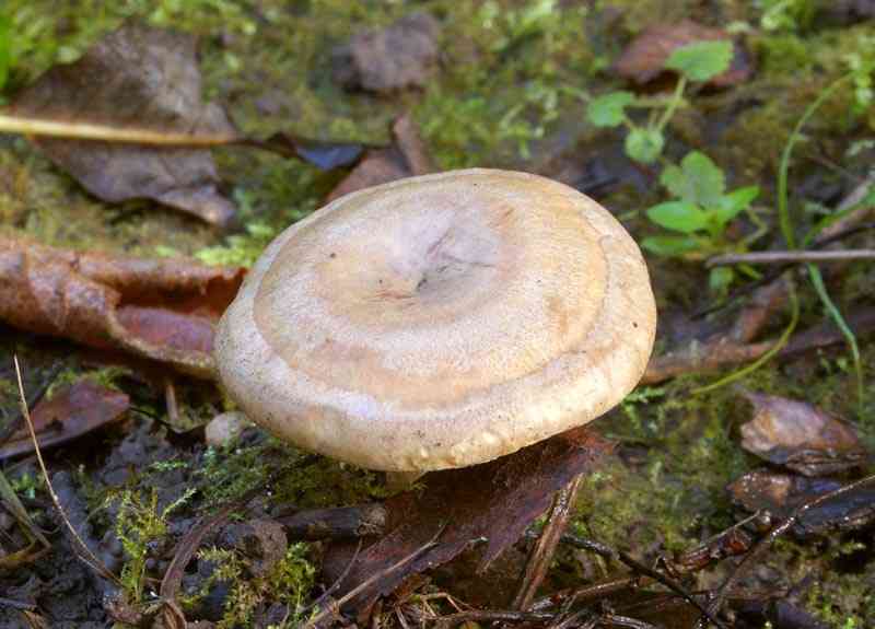 Fiery milkcap (Lactarius pyrogalus) thumbnail 2