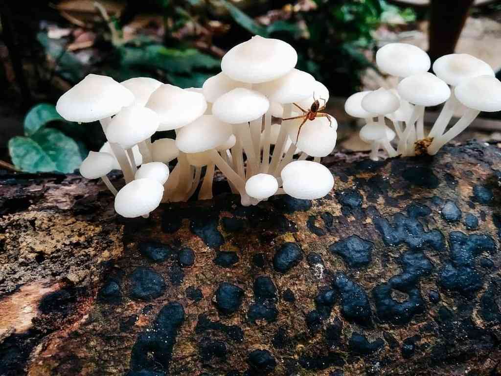 Favolaschia manipularis