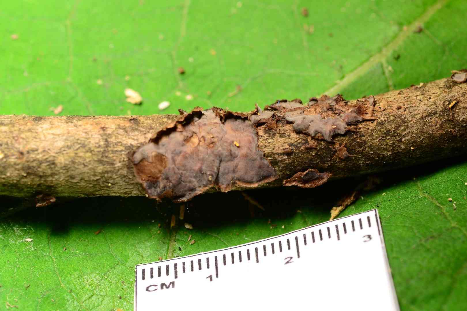 Peniophora pithya (Peniophora pithya) thumbnail 1