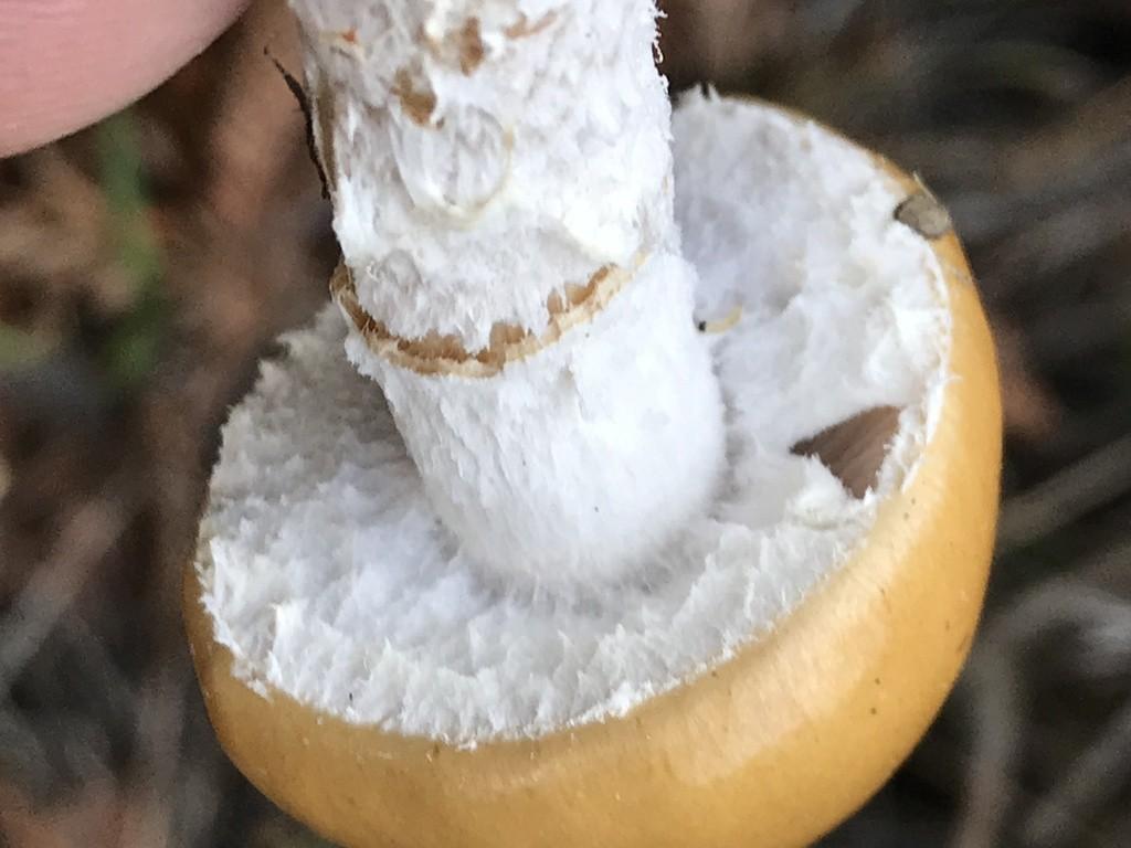 Questionable stropharia thumbnail 2