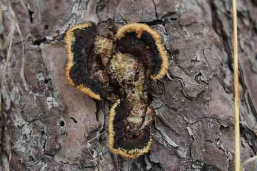 Rusty gilled polypore (Gloeophyllum sepiarium) thumbnail 2