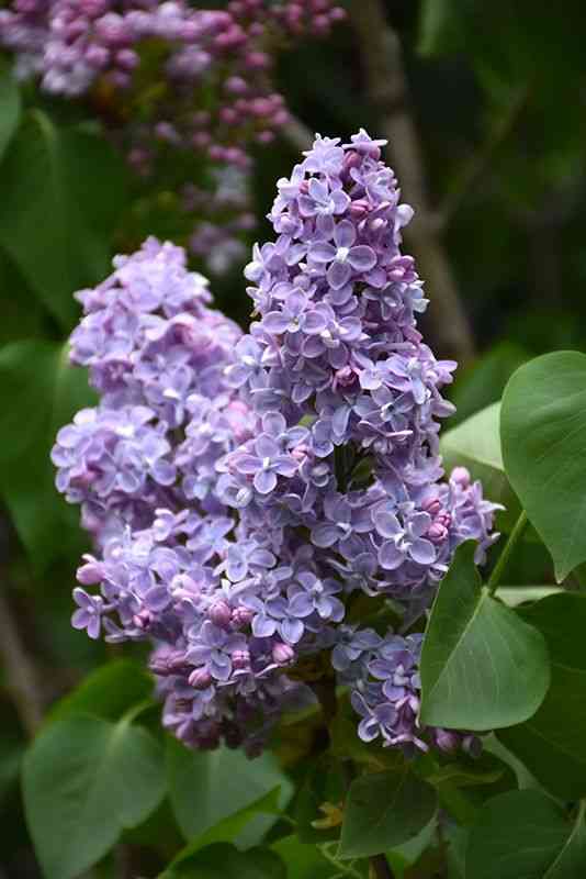Common lilac