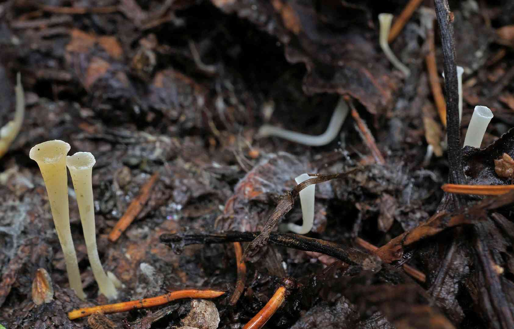 Yew club (Clavicorona taxophila) thumbnail 1