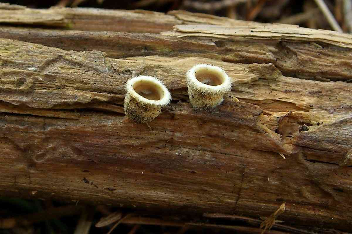 Jellied bird's nest fungus