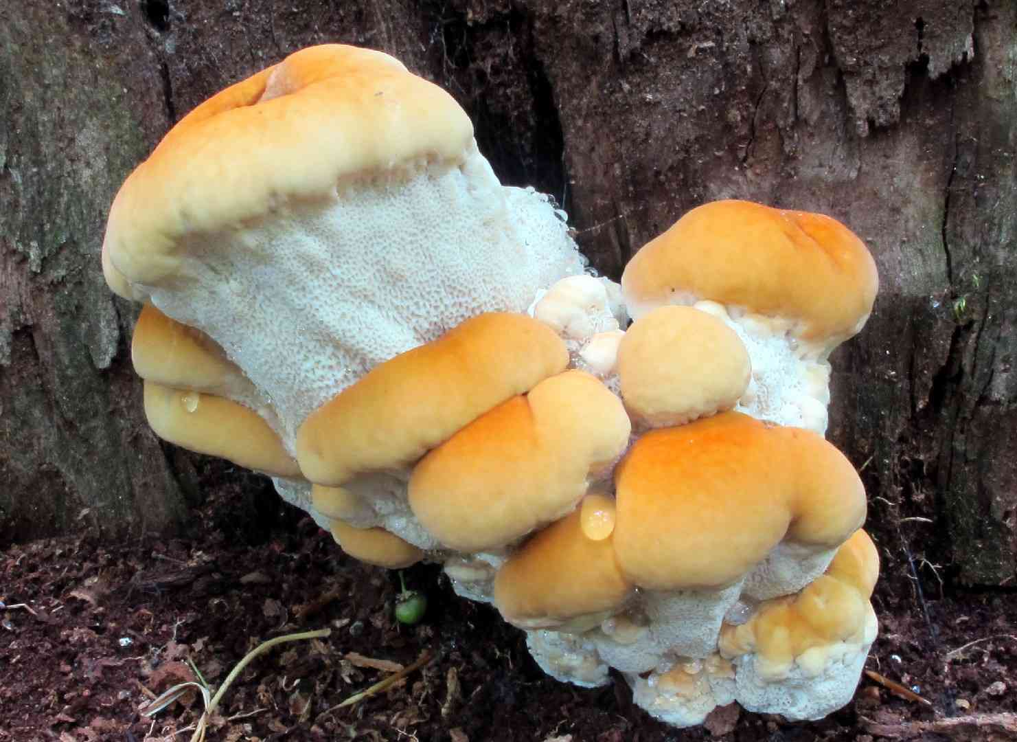 Berkeley's polypore (Bondarzewia berkeleyi) thumbnail 3