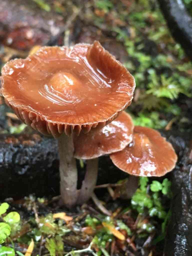 Blunt webcap (Cortinarius obtusus) thumbnail 3