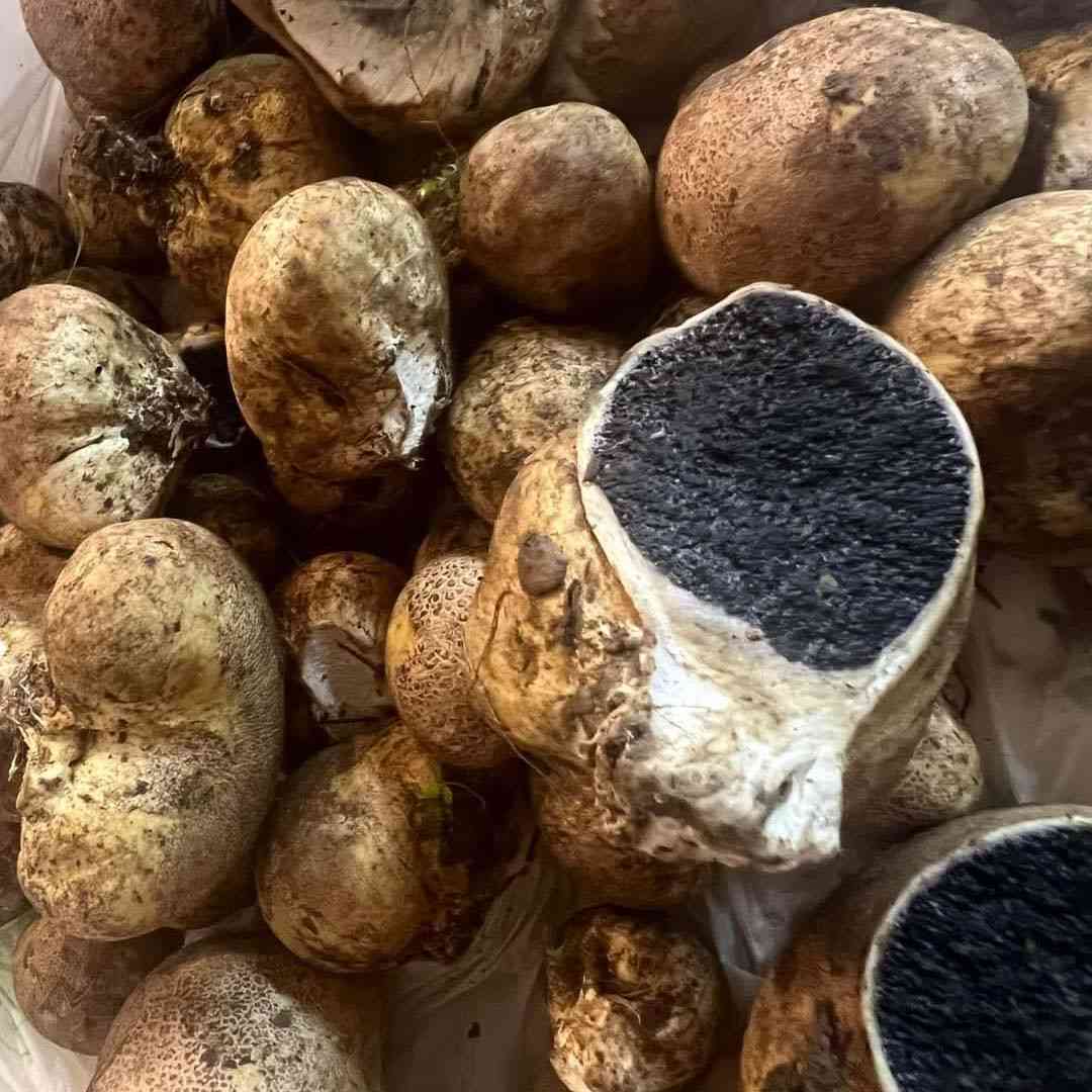 Potato earthball (Scleroderma bovista) thumbnail 1