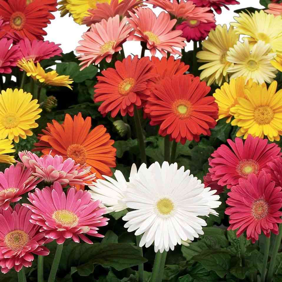 Barberton daisy
