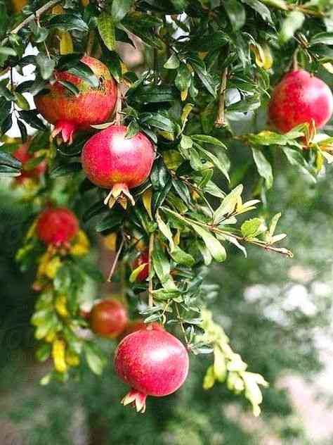 Pomegranate