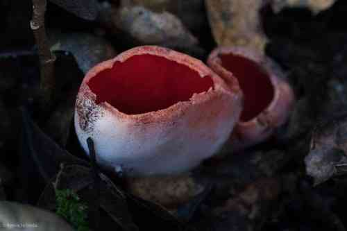 Scarlet cup (Sarcoscypha coccinea) thumbnail 2