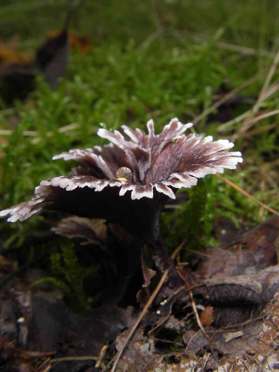 Carnation earthfan (Thelephora caryophyllea) thumbnail 2