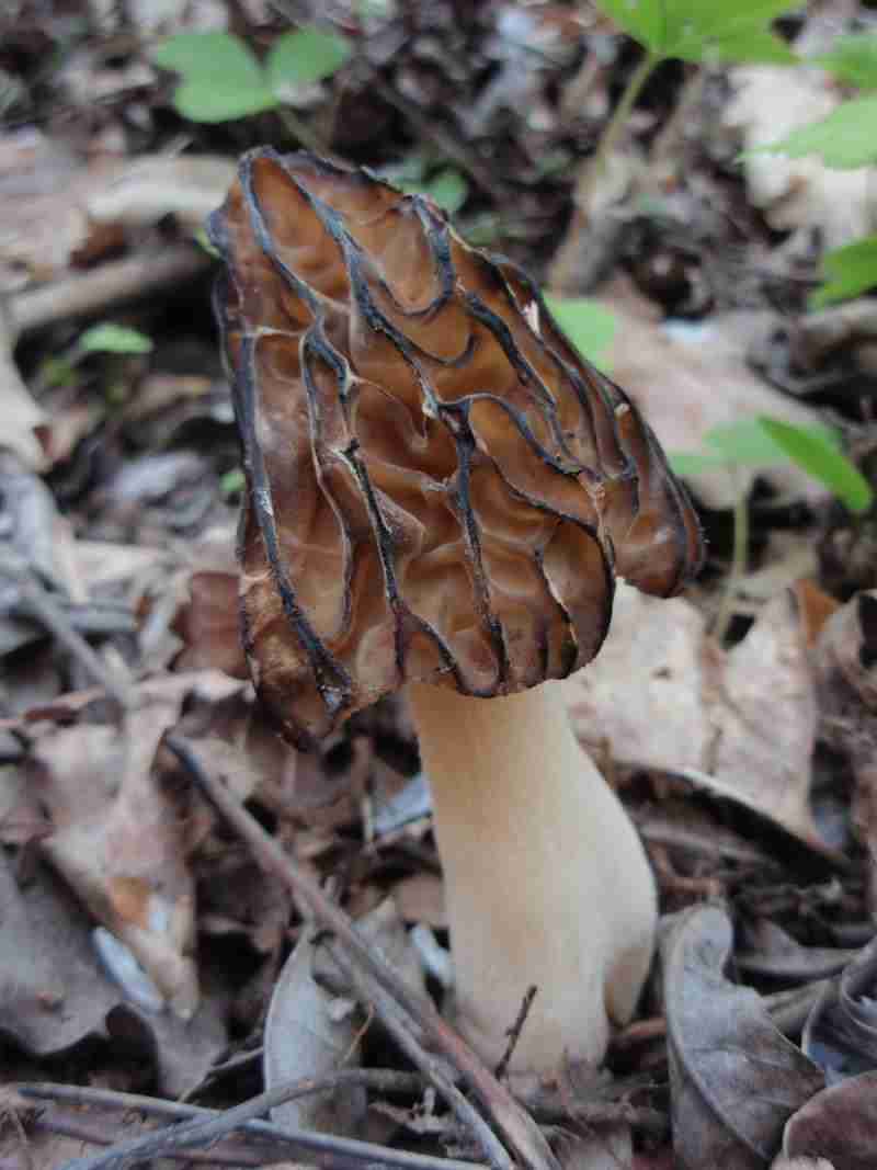 Semifree morel (Mitrophora semilibera)