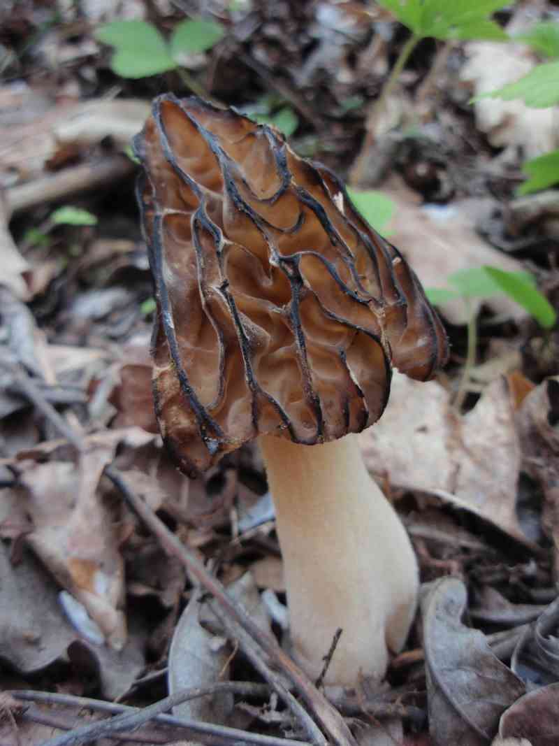 Semifree morel (Mitrophora semilibera) thumbnail 1