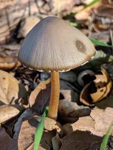 Tall psathyrella