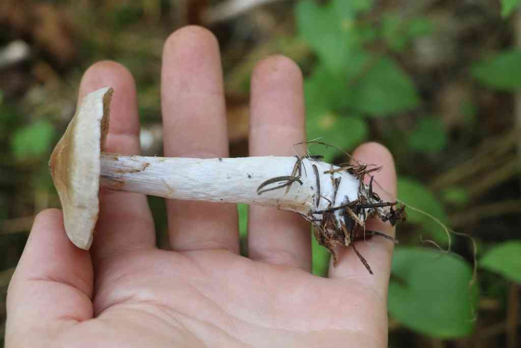 Cortinarius saturninus (Cortinarius saturninus) thumbnail 3