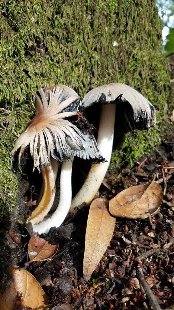 Coprinopsis insignis (Coprinopsis insignis) thumbnail 1
