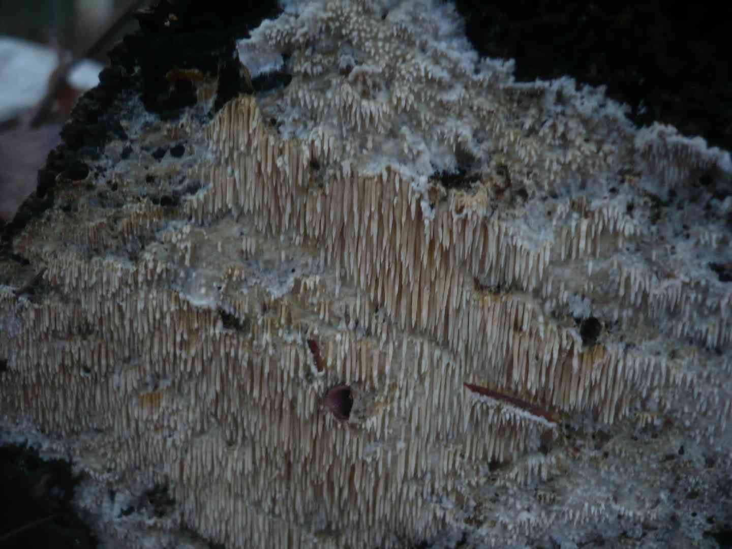 Dentipellis fragilis (Dentipellis fragilis) thumbnail 2