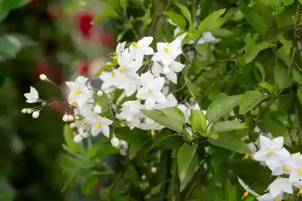 Solanum laxum