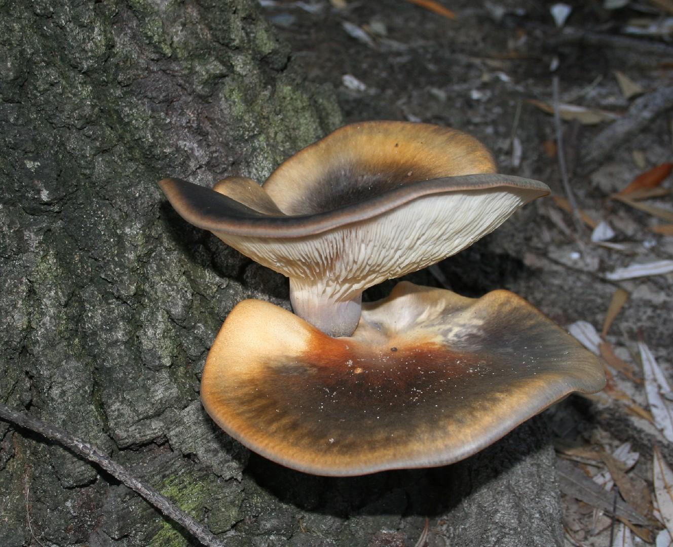 Ghost fungus