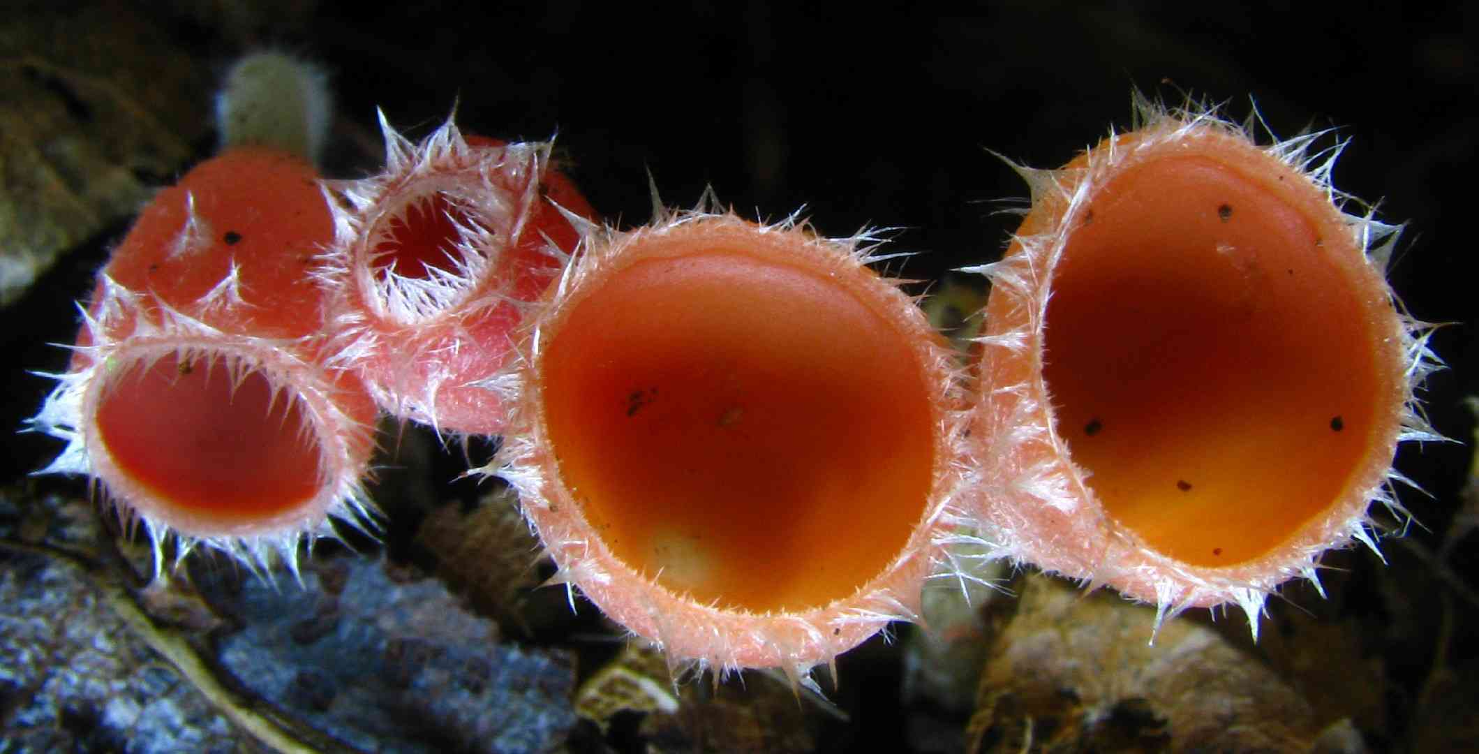 Shaggy scarlet cup (Microstoma floccosum) thumbnail 2