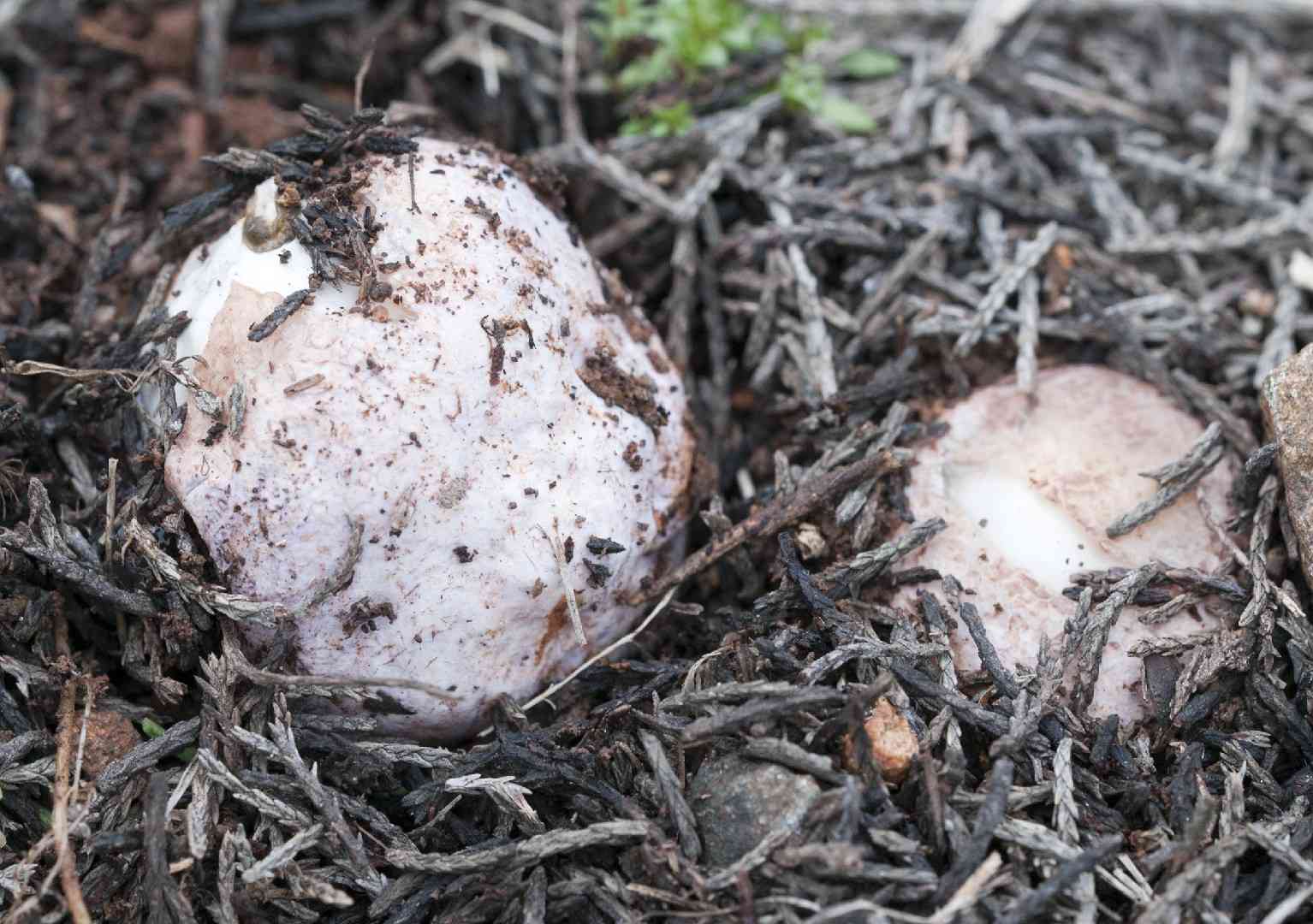 Dune stinkhorn (Phallus hadriani) thumbnail 3