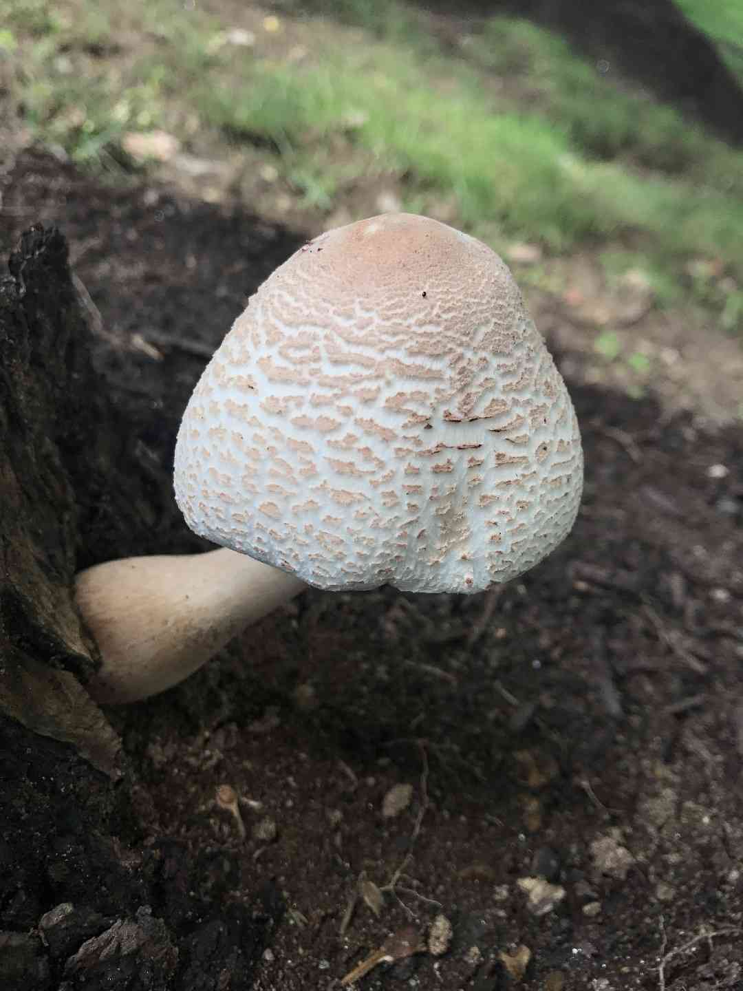 Reddening lepiota (Leucoagaricus americanus) thumbnail 1