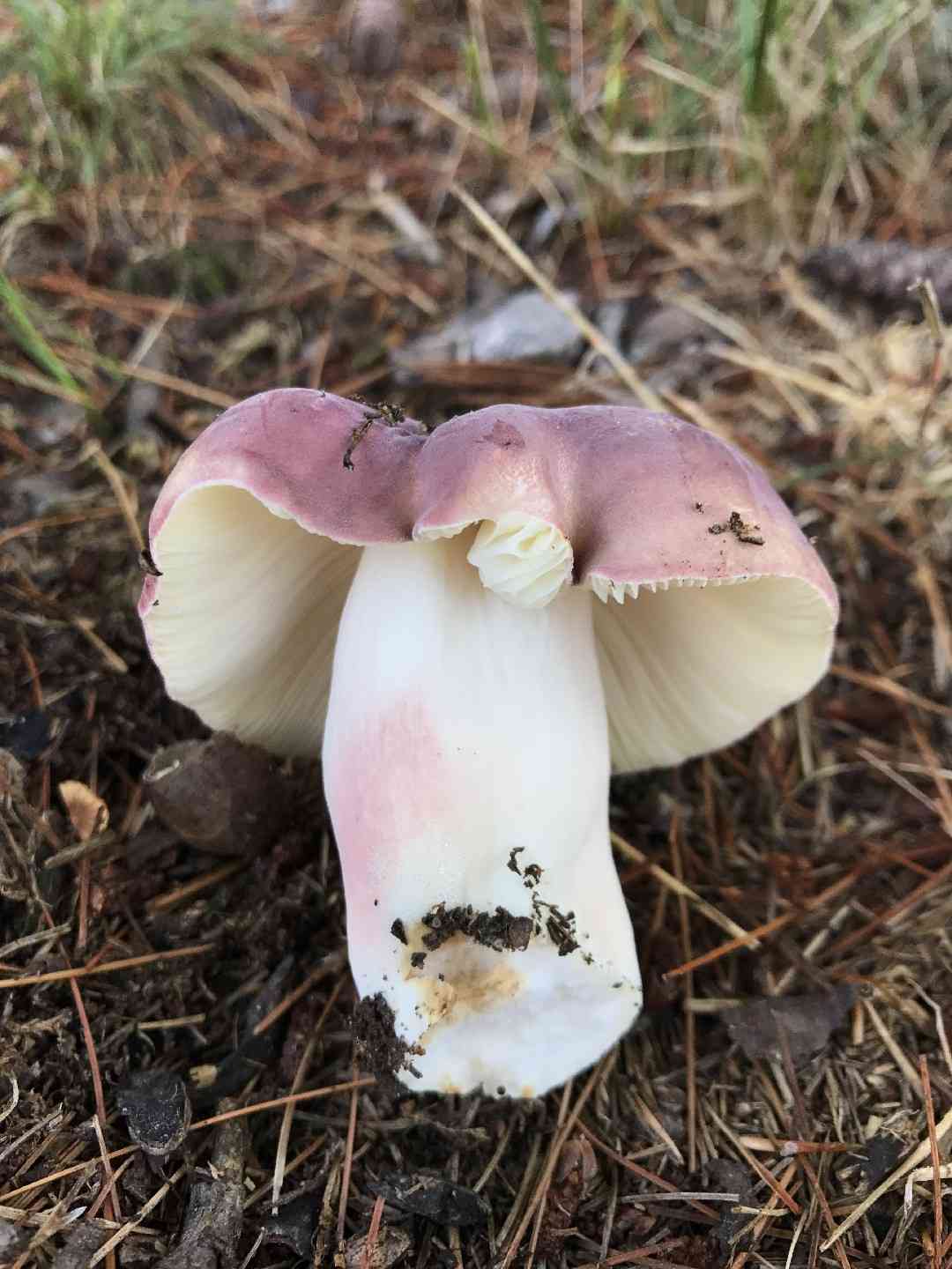 Purple-bloom Russula (Russula mariae) thumbnail 1