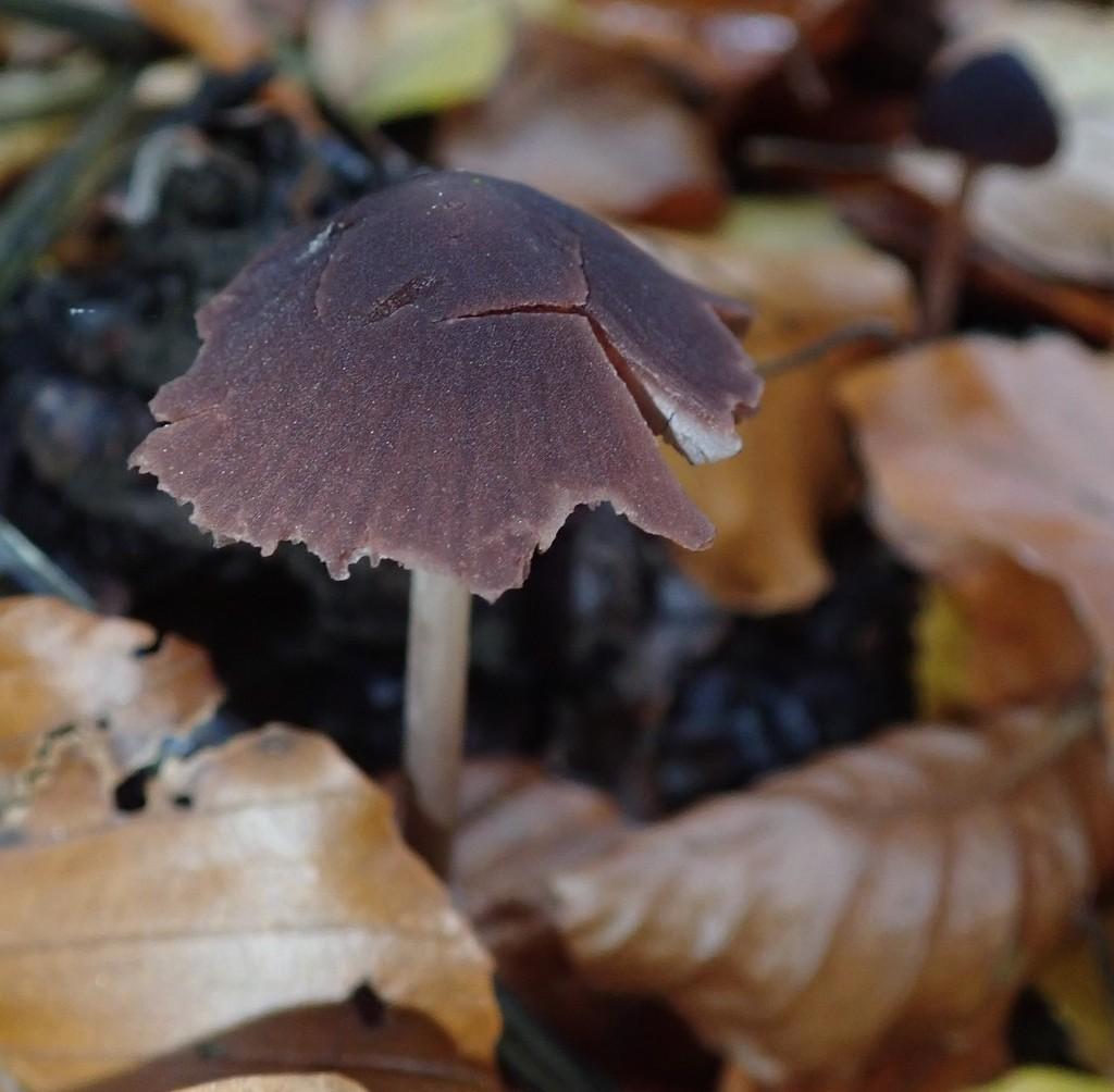 Maroon brittlestem thumbnail 3