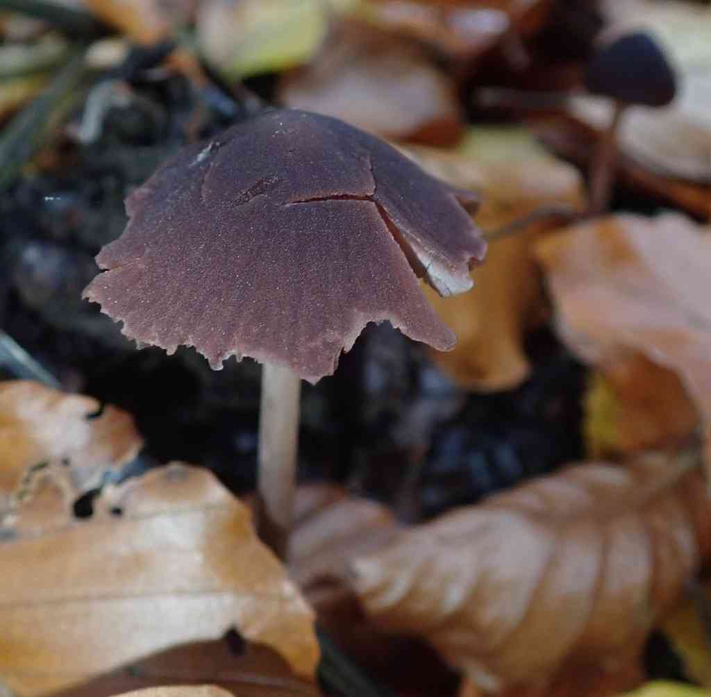 Maroon brittlestem (Psathyrella bipellis) thumbnail 3