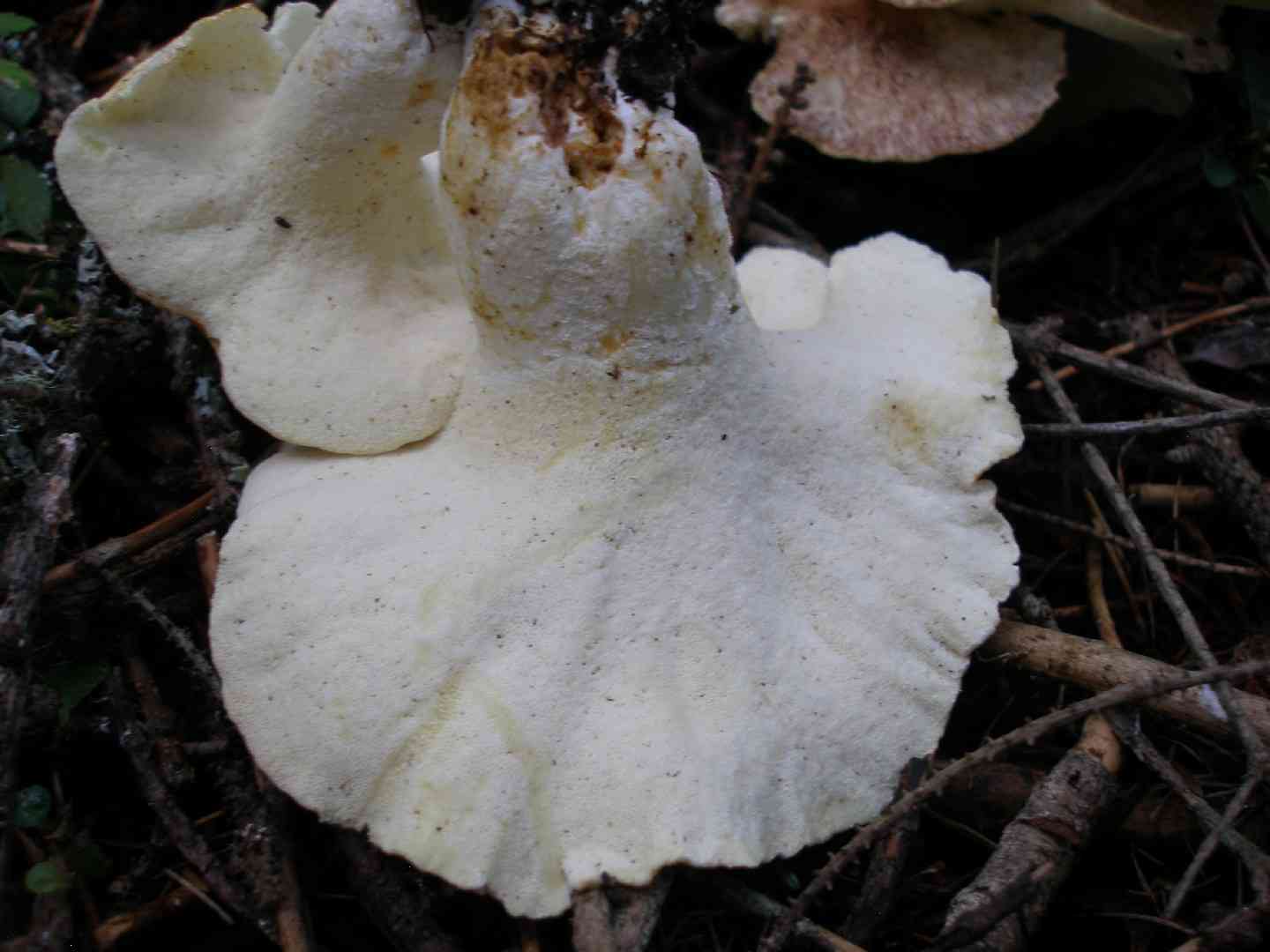 Sheep polypore (Albatrellus ovinus) thumbnail 3