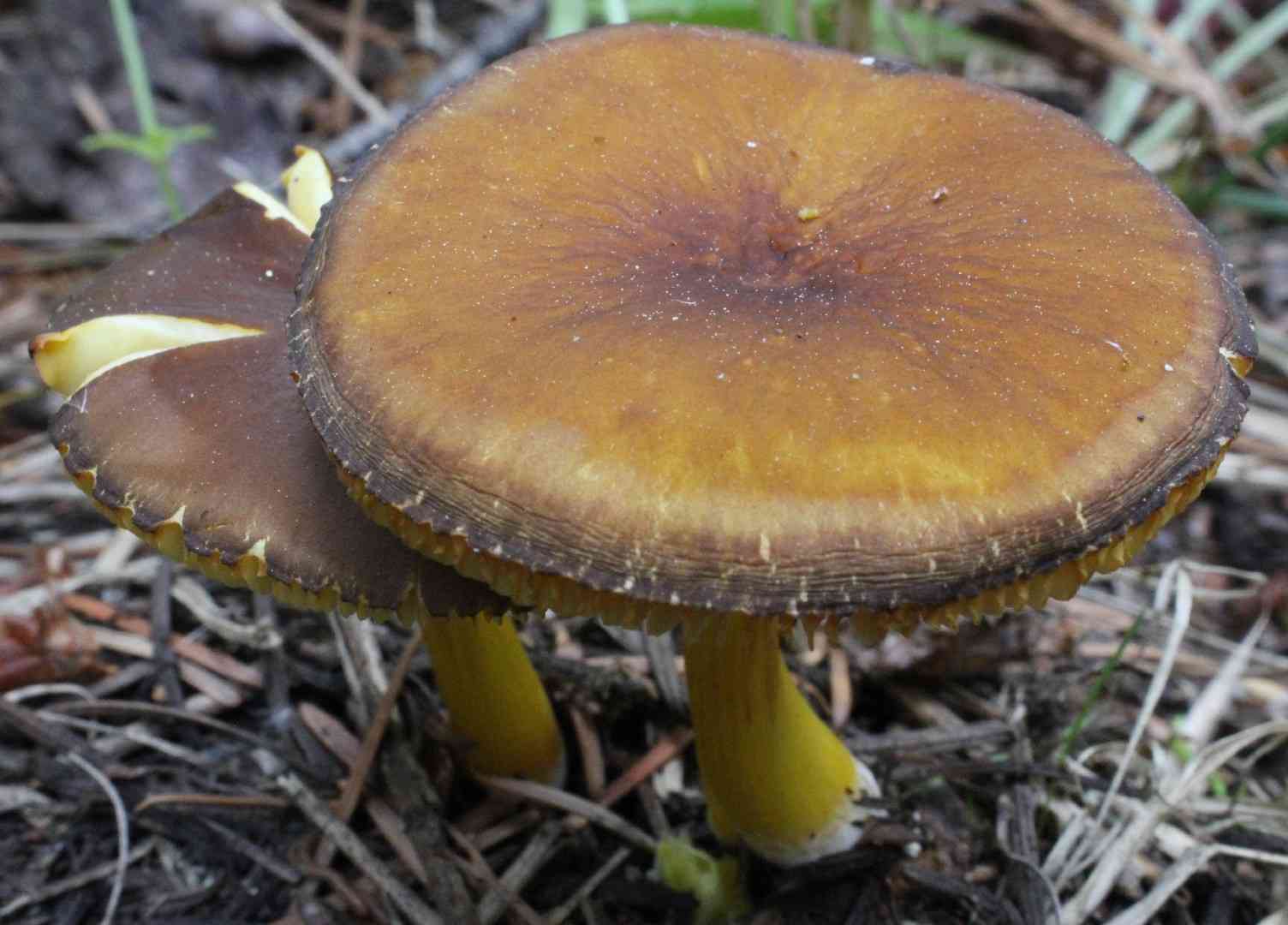 Goldleaf shield (Pluteus romellii) thumbnail 2