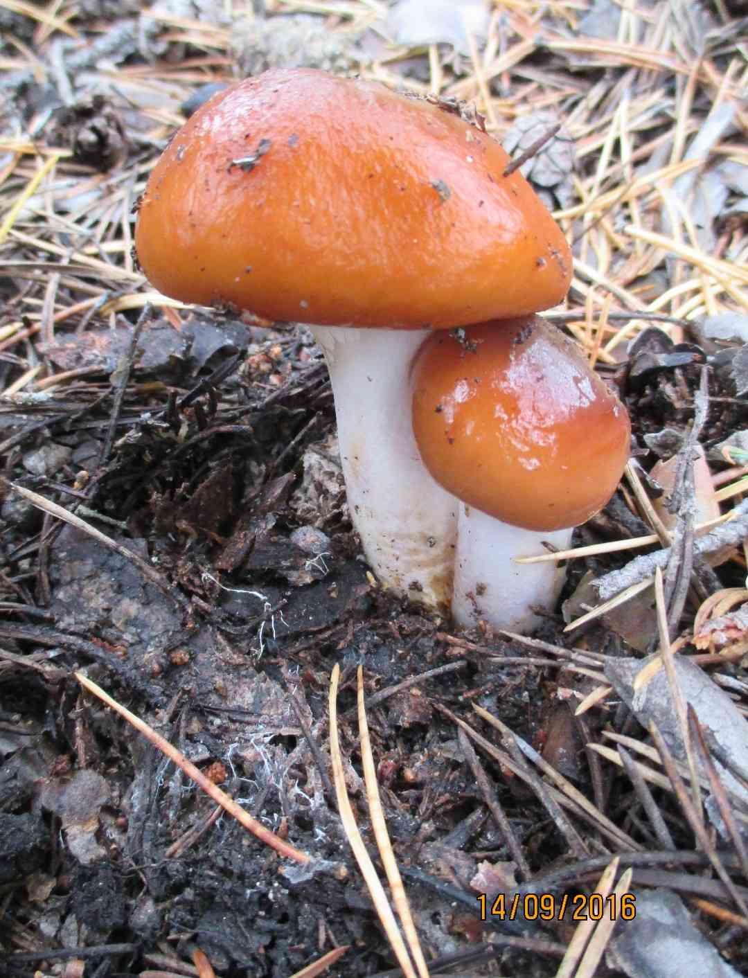 Orange webcap (Cortinarius mucosus) thumbnail 3