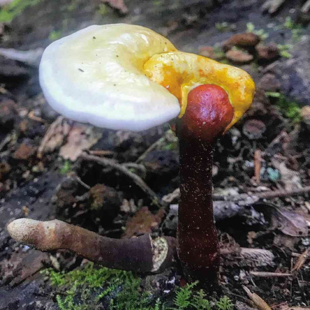 Golden reishi