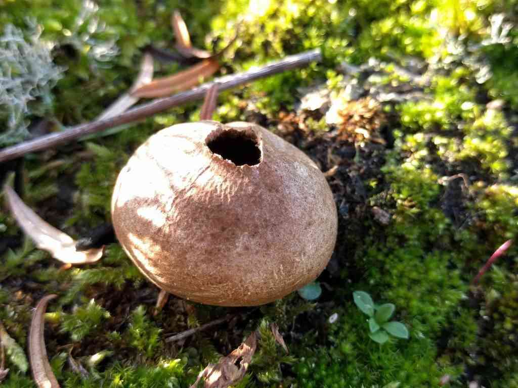 Grassland puffball (Lycoperdon lividum) thumbnail 3