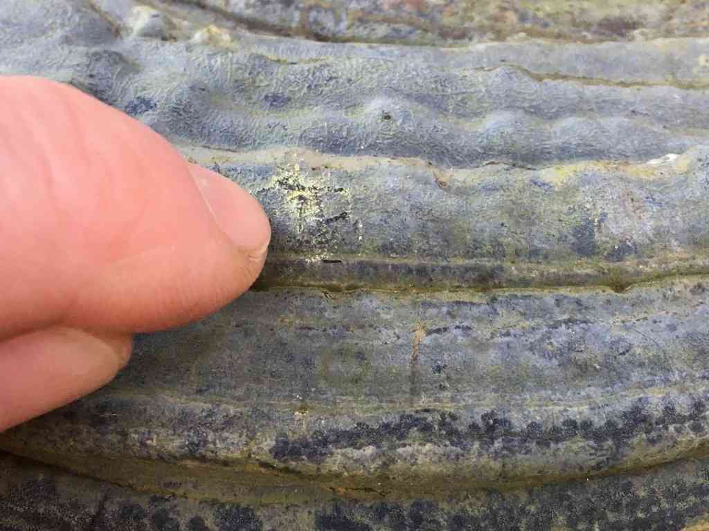 Beeswax bracket (Ganoderma pfeifferi) thumbnail 1