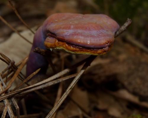 Golden reishi thumbnail 2