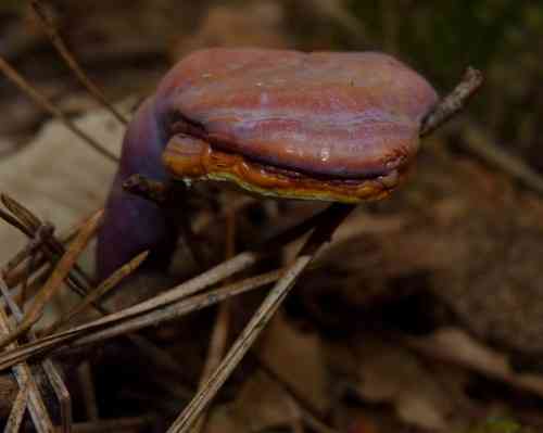 Golden reishi (Ganoderma curtisii) thumbnail 2