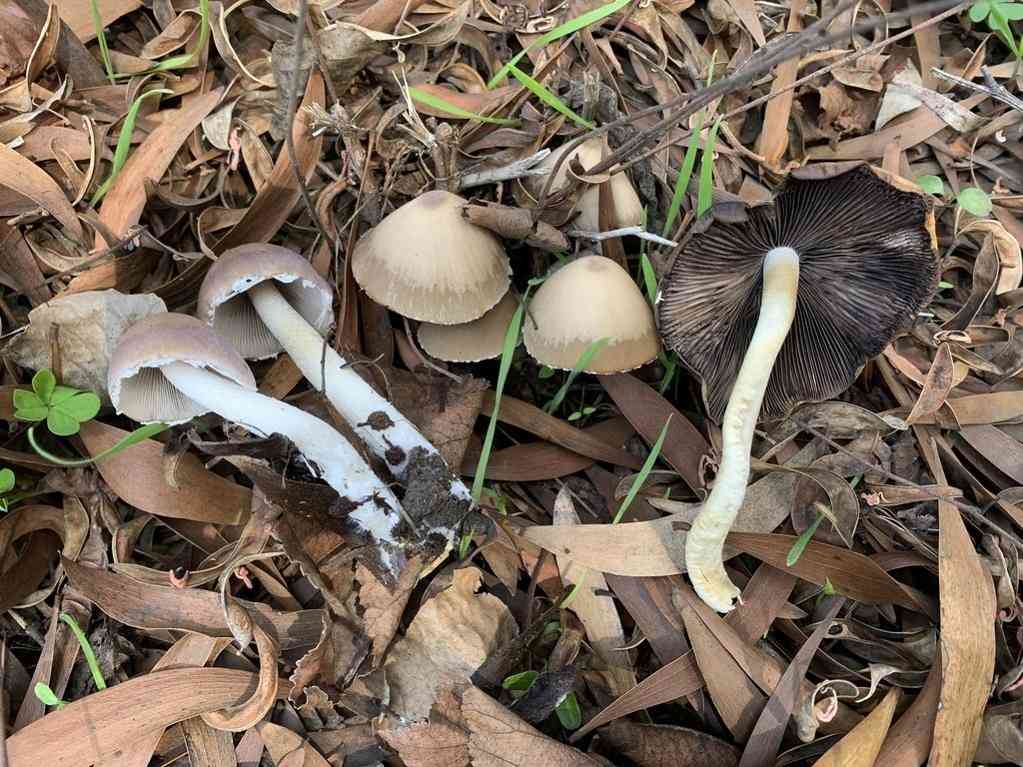 Tall psathyrella (Psathyrella longipes) thumbnail 3