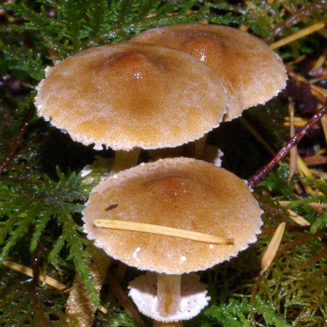 Conifer Cystoderma (Cystoderma fallax) — Mushroom Guide | ForwardPlant