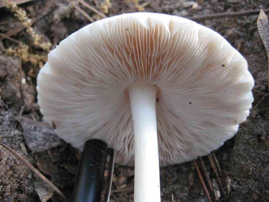 Ghost shield (Pluteus pellitus) thumbnail 1