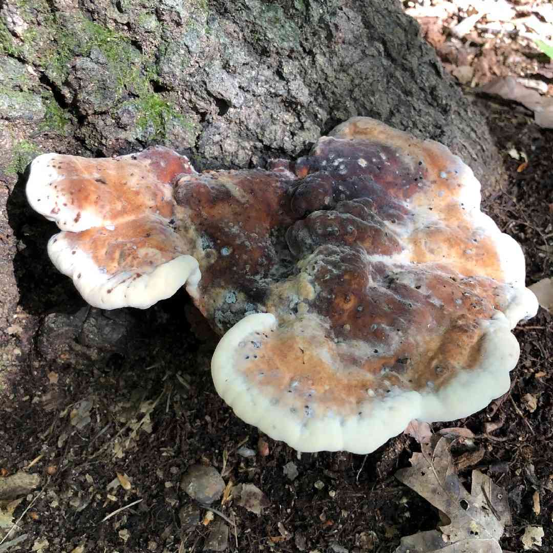 White chicken mushroom