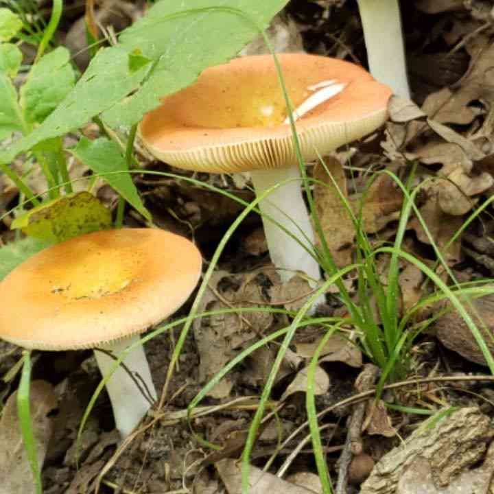 Golden brittlegill (Russula risigallina) thumbnail 1