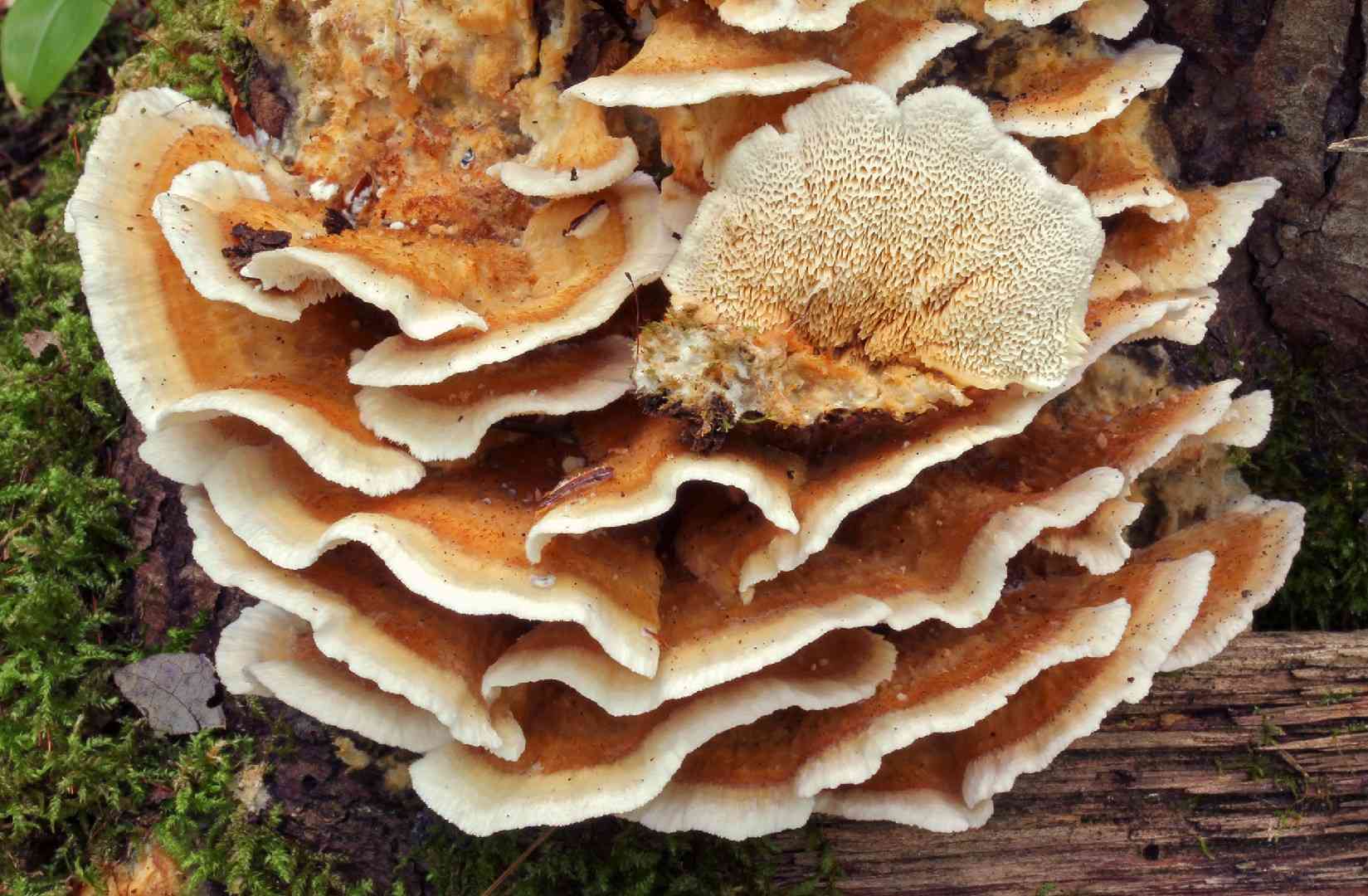 Trametopsis cervina (Trametopsis cervina) thumbnail 3