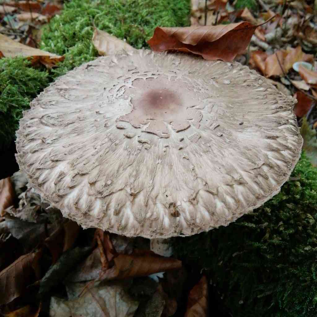 Olive shaggy parasol (Chlorophyllum olivieri) thumbnail 3